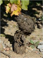 pieds de vignes_08